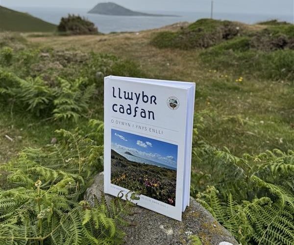 Llyfr Llywbr Cadfan