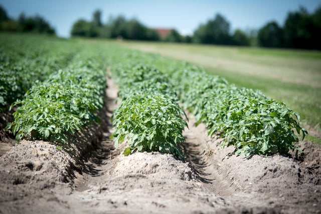 Aber scientists create app to tackle potato blight