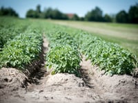 Aber scientists create app to tackle potato blight