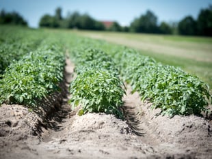 Aber scientists create app to tackle potato blight