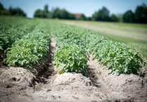 Aber scientists create app to tackle potato blight