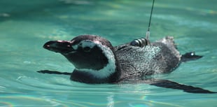 Aber Academic helps track lost penguins as they journey home