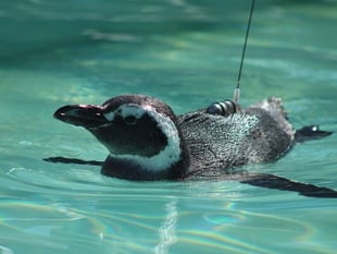 Aber Academic helps track lost penguins as they journey home