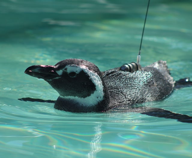 Aber Academic helps track lost penguins as they journey home