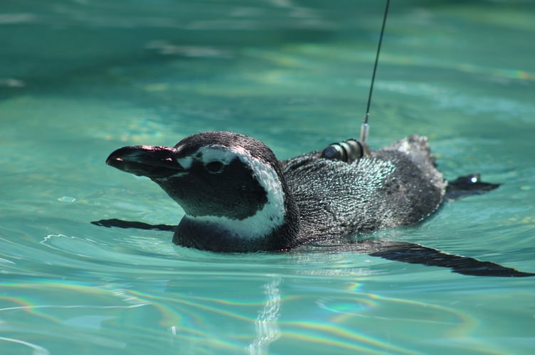 Penguin