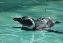 Aber Academic helps track lost penguins as they journey home