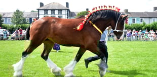Shire horse show returns to Aberaeron for 20th anniversary