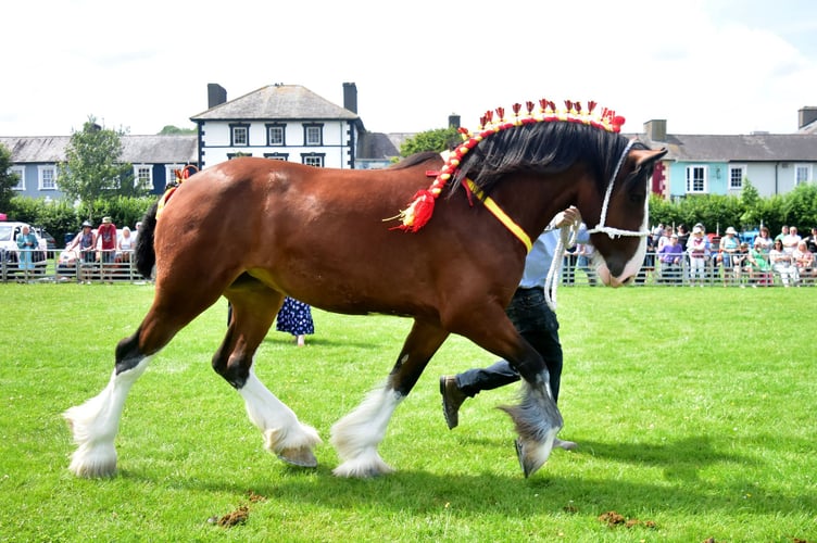 Horse society Aberaeron