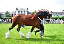 Shire horse show returns to Aberaeron for 20th anniversary