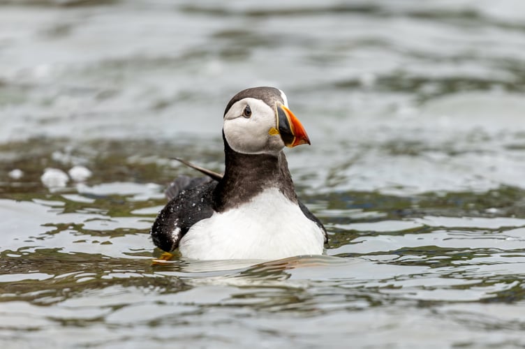 Oona the puffin being released back into the wild. A puffin who arrived at a specialist RSPCA wildlife centre after being found a staggering 110 miles inland has been released back into the wild after rehabilitation from the animal charity. The very unusual guest - who was named Oona by rescuers - is one of only six puffins to ever be treated by the team at the animal welfare charityâs West Hatch Wildlife Centre near Taunton. She came into the centreâs care after being found in the inland county of Herefordshire in June. RSPCA West Hatch Wildlife Supervisor Ryan Walker, said: âShe was found in a garden in Herefordshire, around 110 miles inland - a less than ideal place for a puffin to find food! Thankfully, the finder took the puffin to Vets for Pets in Hereford for triage. At only 218g (7.7 oz), half the weight of a healthy adult, she was very underweight but otherwise bright so they reached out to our resident expert wildlife vet David Couper for some help. âFollowing his advice they managed to stabilise the puffin and later named her Oona, after a childrenâs book about an adventurous puffin. She became a bit of a local celebrity so we were all a little star struck when she was transferred south to RSPCA West Hatch Wildlife Centre for rehab! âWeâve only had six puffins in care here over the last decade, so the arrival of Oona has been news for staff here - and a first since 2021! Our expert team of oiled bird washers gave Oona a luxury spa day to wash away her woes, and any residual oil contaminating her waterproofing. âHaving spent some time recovering in one of our pools, and eaten plenty of fish, Oona was ready for release back into the wild.â Once the Oona was fully fit, the RSPCA team carefully transported her to Pembrokeshire where she was released back into the sea.