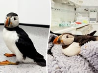 Puffin returned to west Wales after becoming stranded in Midlands