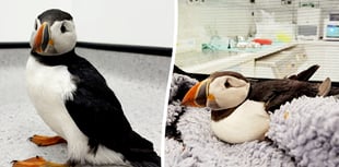 Puffin returned to west Wales after becoming stranded in Midlands