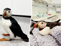 Puffin returned to west Wales after becoming stranded in Midlands