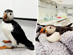 Puffin returned to west Wales after becoming stranded in Midlands