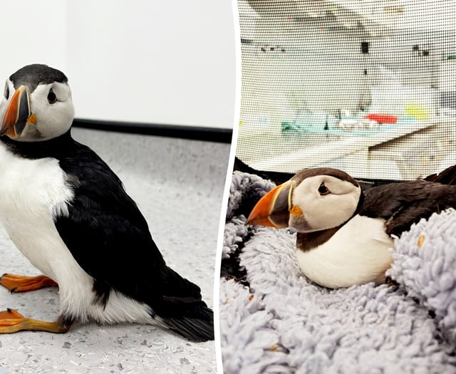 Puffin returned to west Wales after becoming stranded in Midlands