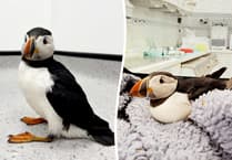 Oona the Puffin returned to west Wales after becoming stranded in Midlands