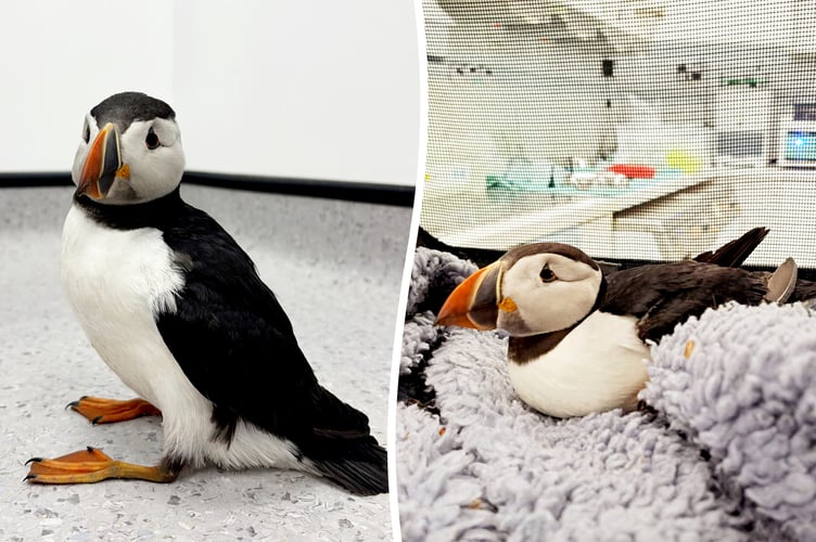 Puffin
