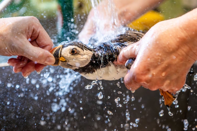 Oona the puffin during rehabilitation. A puffin who arrived at a specialist RSPCA wildlife centre after being found a staggering 110 miles inland has been released back into the wild after rehabilitation from the animal charity. The very unusual guest - who was named Oona by rescuers - is one of only six puffins to ever be treated by the team at the animal welfare charityâs West Hatch Wildlife Centre near Taunton. She came into the centreâs care after being found in the inland county of Herefordshire in June. RSPCA West Hatch Wildlife Supervisor Ryan Walker, said: âShe was found in a garden in Herefordshire, around 110 miles inland - a less than ideal place for a puffin to find food! Thankfully, the finder took the puffin to Vets for Pets in Hereford for triage. At only 218g (7.7 oz), half the weight of a healthy adult, she was very underweight but otherwise bright so they reached out to our resident expert wildlife vet David Couper for some help. âFollowing his advice they managed to stabilise the puffin and later named her Oona, after a childrenâs book about an adventurous puffin. She became a bit of a local celebrity so we were all a little star struck when she was transferred south to RSPCA West Hatch Wildlife Centre for rehab! âWeâve only had six puffins in care here over the last decade, so the arrival of Oona has been news for staff here - and a first since 2021! Our expert team of oiled bird washers gave Oona a luxury spa day to wash away her woes, and any residual oil contaminating her waterproofing. âHaving spent some time recovering in one of our pools, and eaten plenty of fish, Oona was ready for release back into the wild.â Once the Oona was fully fit, the RSPCA team carefully transported her to Pembrokeshire where she was released back into the sea.