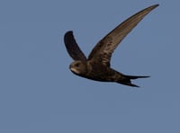 Senedd debates calls to save Wales’ fastest declining bird