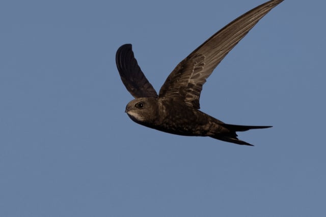 Senedd debates calls to save Wales’ fastest declining bird