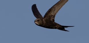 Senedd debates calls to save Wales’ fastest declining bird