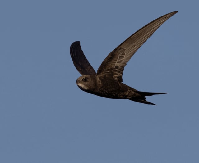 Senedd debates calls to save Wales’ fastest declining bird