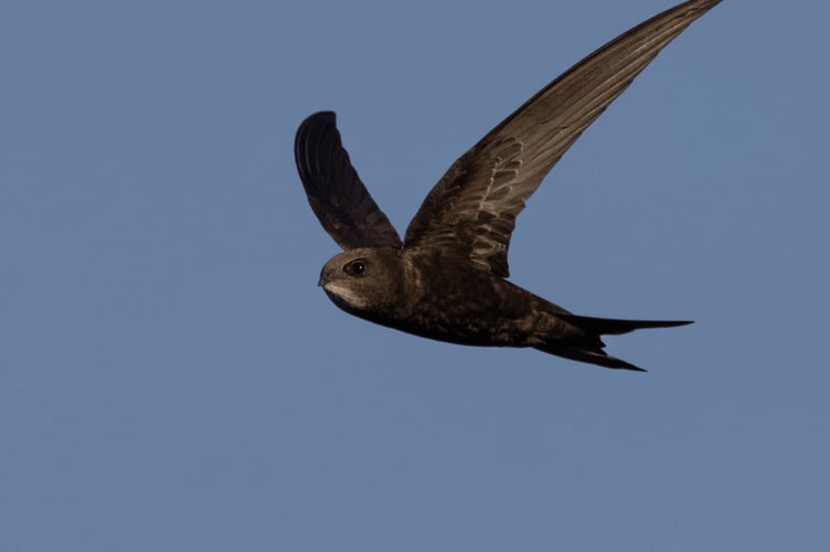 Swift Picture by Jon Hawkins