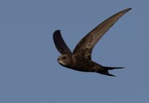 Senedd debates calls to save Wales’ fastest declining bird