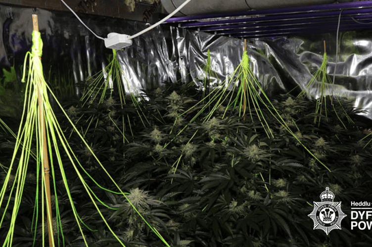 Cannabis