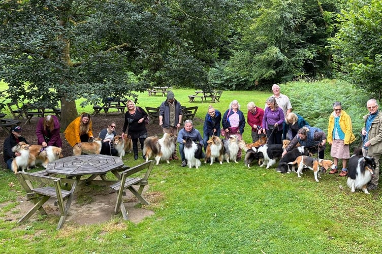 Over a dozen Rough Collies gathered for their annual meet in Llanerchaeron