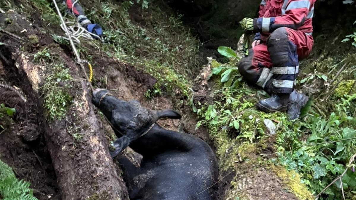 Fire crews spend five hours rescuing trapped cow | cambrian-news.co.uk