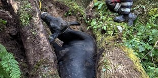 Fire crews spend five hours rescuing trapped cow