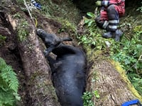 Fire crews spend five hours rescuing trapped cow