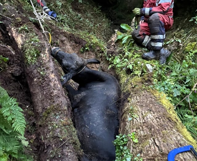 Fire crews spend five hours rescuing trapped cow