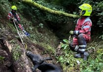 Fire crews spend five hours rescuing trapped cow