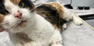 Dyfi Valley artist to sell National Library artwork to save ill cat