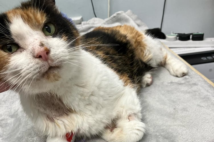 Flash the cat is in need of urgent care after being diagnosed with diabetes late