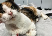 Dyfi Valley artist puts National Library art on sale to save critically ill cat