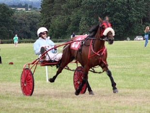 Wales & Border Counties Harness Racing: Mayhem Queen wins novice final