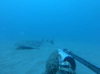 Critically endangered shark captured on camera in Cardigan Bay