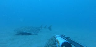 Critically endangered shark captured on camera in Cardigan Bay