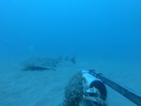Critically endangered shark captured on camera in Cardigan Bay