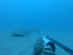 Critically endangered shark captured on camera in Cardigan Bay