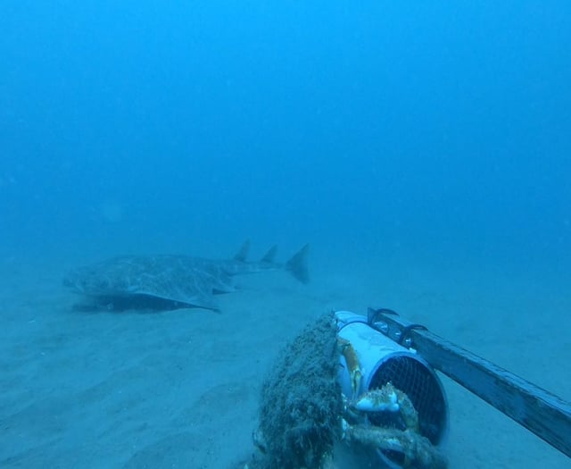 Critically endangered shark captured on camera in Cardigan Bay