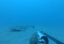 Critically endangered shark captured with underwater camera in Cardigan Bay
