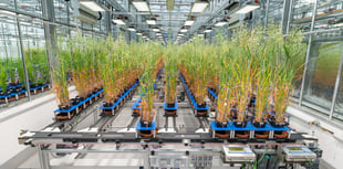 AI and biotechnology could transform global crop production