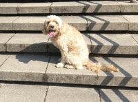 Rhydyfelin dog Miri will star as Toto