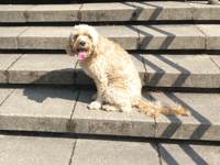 Rhydyfelin dog Miri will star as Toto