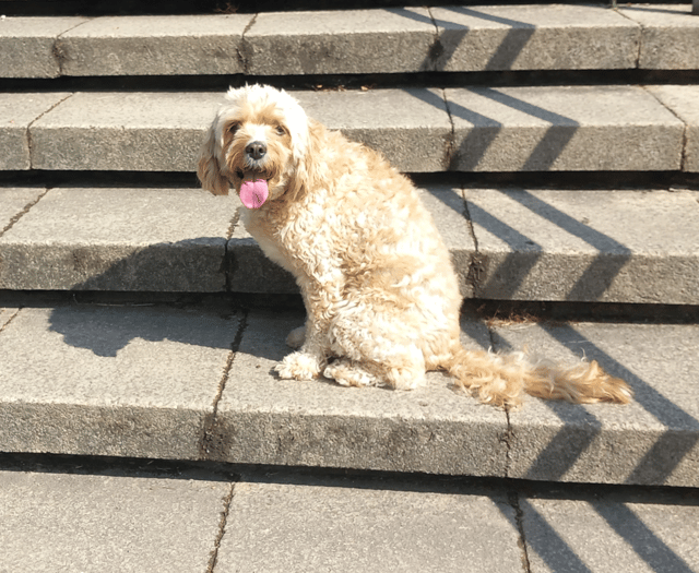 Rhydyfelin dog Miri will star as Toto