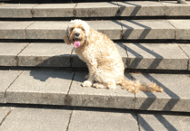 Meet Miri, Aberystwyth's Toto in The Wizard of Oz